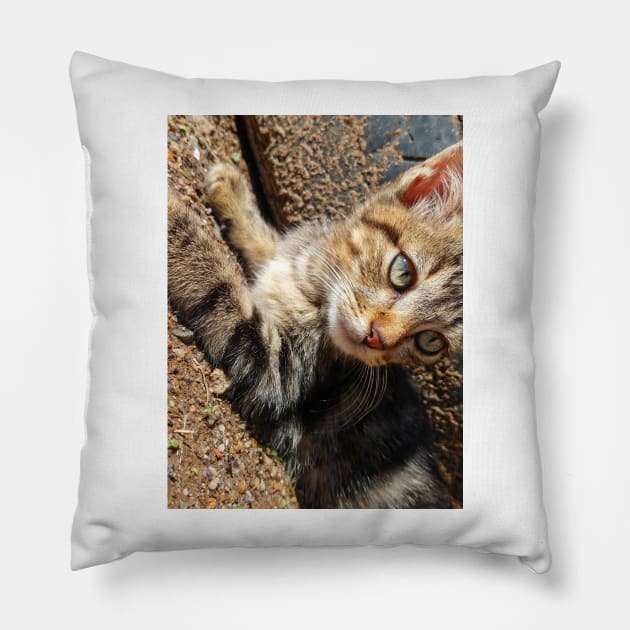 My cat pet Pillow by Nature and Pet