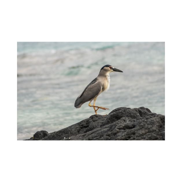 Black-crowned night heron of hawaii 3 by KensLensDesigns