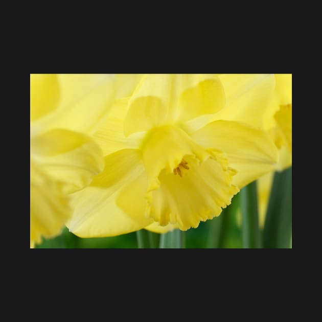 Narcissus  &#39;Avalon&#39;  Daffodil  Division 2 Large-cupped by chrisburrows