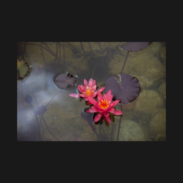 Lilly Flower by photosbyalexis