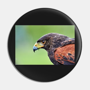 Harris Hawk Pin