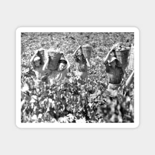 Sherry Wine Grape Harvestors of Spain Magnet