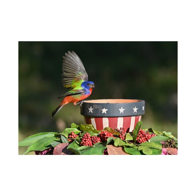 Painted Bunting Bird Saluting the American Flag Bowl by candiscamera