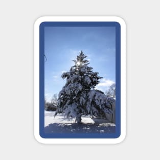 Snowy Evergreen tree with a Star Magnet