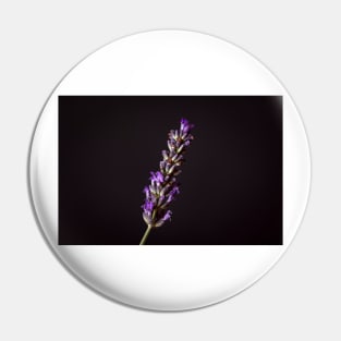 Lavender on Black Pin