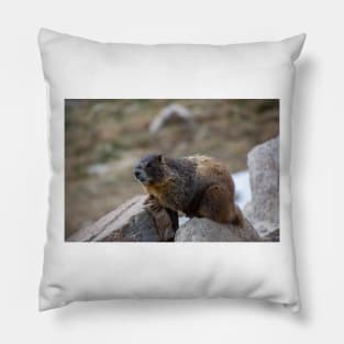 Marmot on Rock 3 Pillow