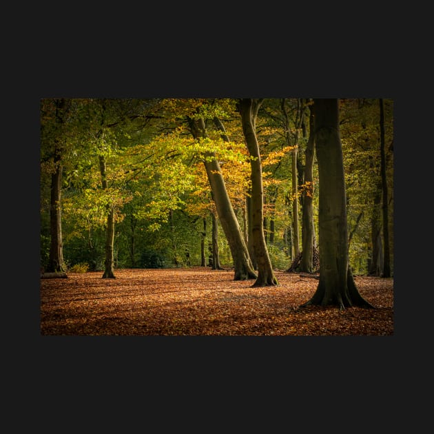 Beech Tree Forest in Autumn by TonyNorth