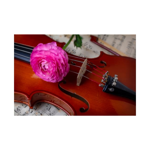 Pink Ranunculus On Fine Violin by photogarry