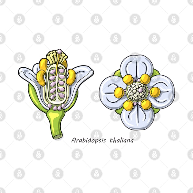 Arabidopsis thaliana Flower Illustration by taylorcustom