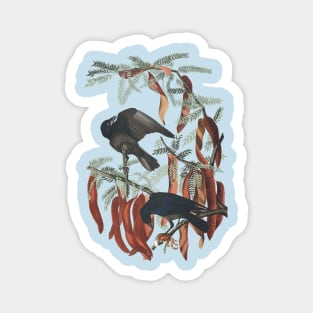 John J. Audubon’s Fish Crow Magnet