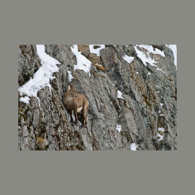 Ibex On Cliff by jaydee1400