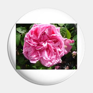 Rose Flower Pink Pin