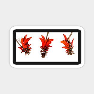 Scarlet Coral Tree Flowers Magnet