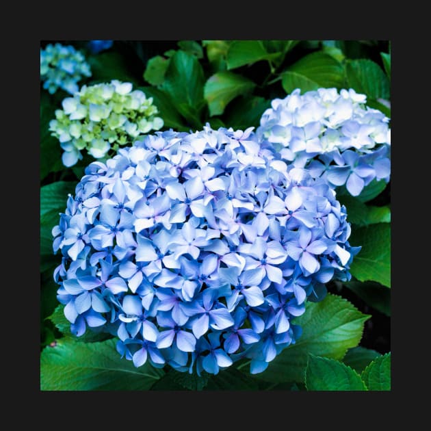 Flowering Hydrangea Shrubs by scotch