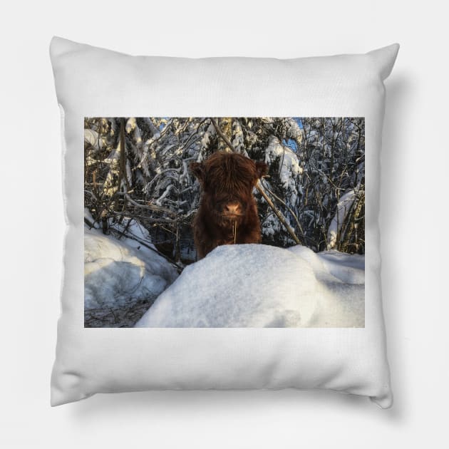 Scottish Highland Cattle Calf 1903 Pillow by SaarelaHighland