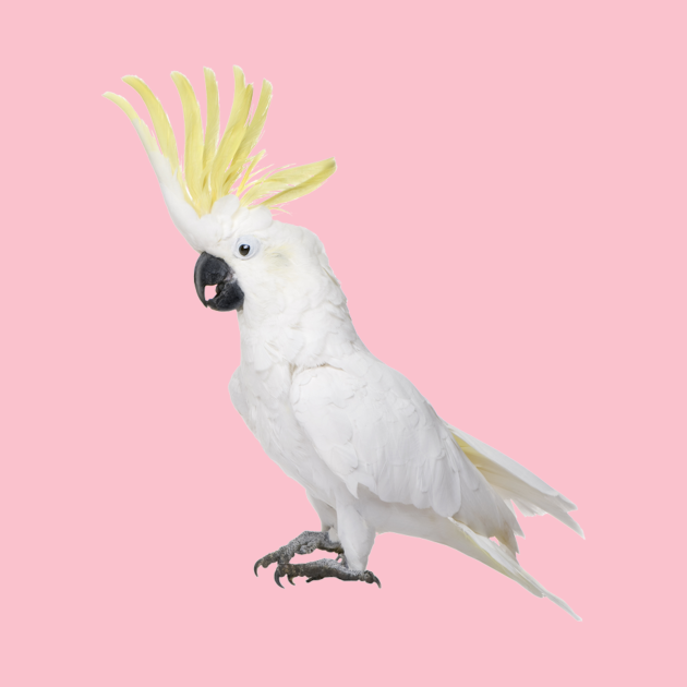 Discover Cockatoo - Cockatoo - T-Shirt