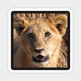 Lion Cub Portrait, Maasai Mara, Kenya Magnet