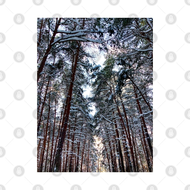 View at the Sormovsky Park in Nizhny Novgorod with pine trees and snow by KristinaDrozd