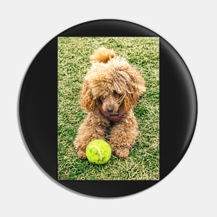 Raffie loves his tennis ball! Pin