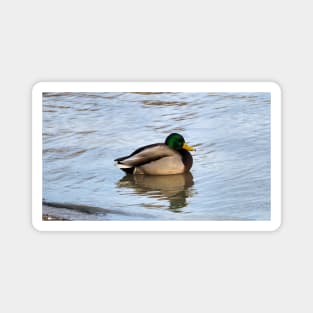 Male Mallard Duck Swimming Along a Beach Magnet