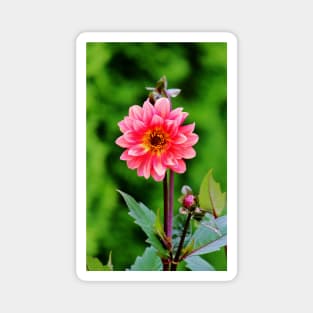 A Pink Flower Magnet