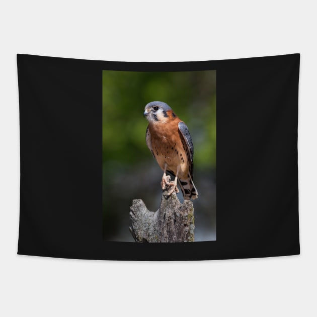 American Kestrel Tapestry by dalekincaid