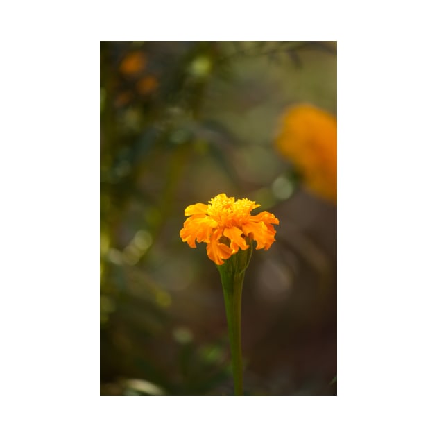 Marigold VII by Jacquelie