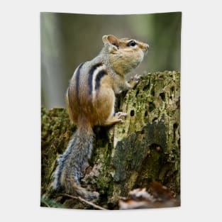 Chipmunk Tapestry