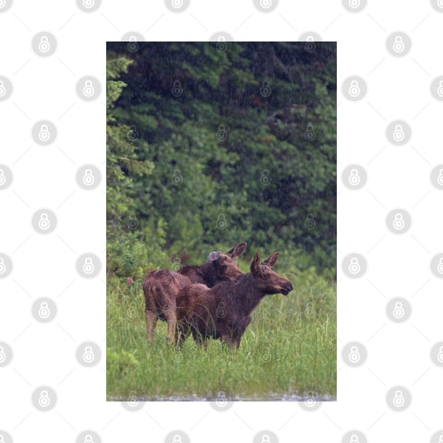 Summer moose in rain, Algonquin Park by Jim Cumming