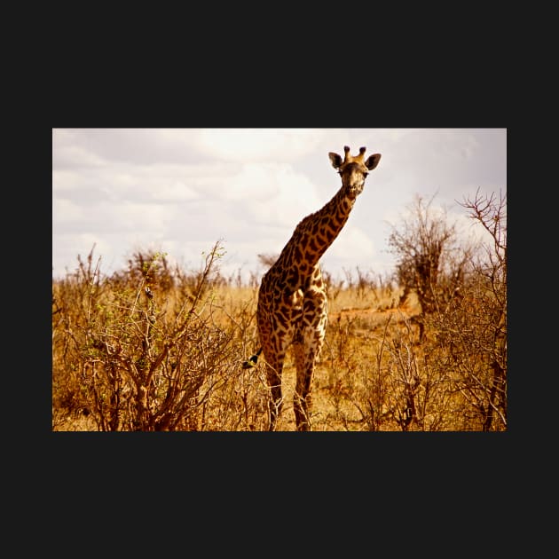 giraffe by Sturmlechner