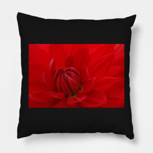 BRIGHT RED DAHLIA FLOWER Closeup Pillow