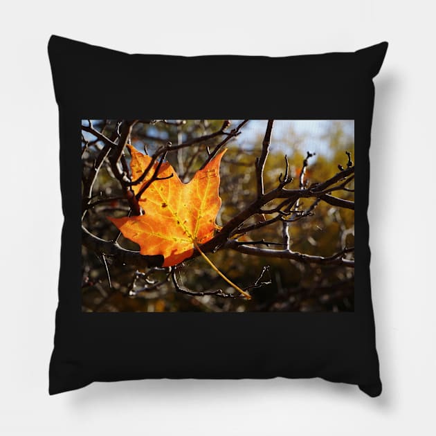 Fallen Maple Leaf Pillow by 1Redbublppasswo