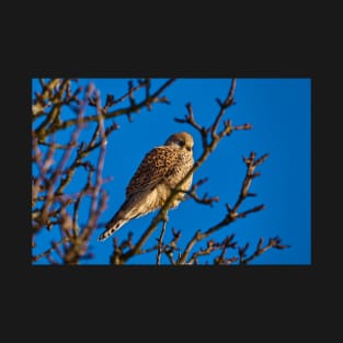 Kestrel in the sun T-Shirt