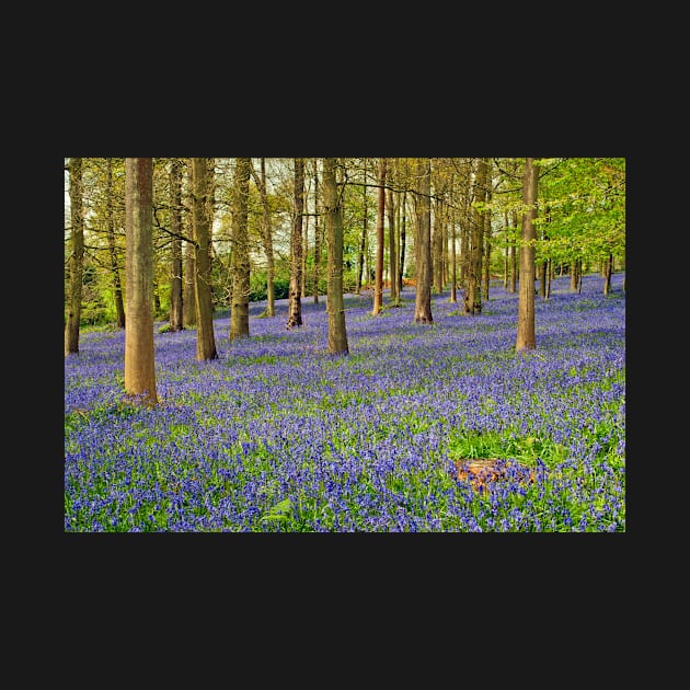 Bluebells Bluebell Woods Greys Court Oxfordshire UK by AndyEvansPhotos