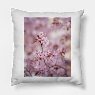 Beautiful flowering cherry tree close-up Pillow