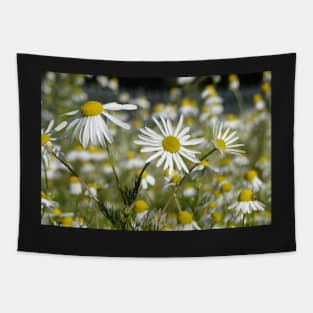 Mid Morning Mayweed Tapestry