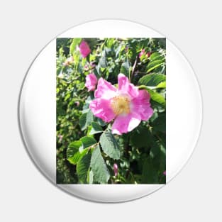 Pink wild rose photograph Pin