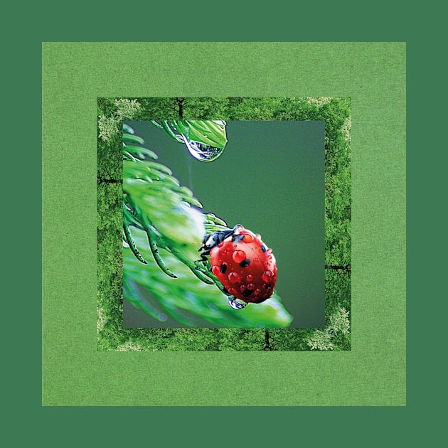 ladybug photography throw a green background by Choulous79