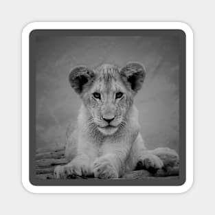 Lion Cub - Black and white Magnet