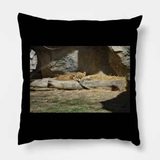 Lioness Pillow