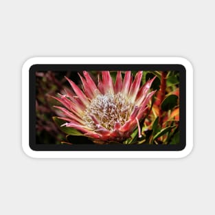 King Protea, Kirstenbosch  Gardens, South Africa Magnet