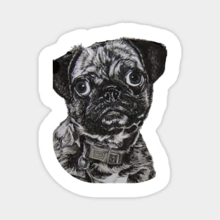 In need of cuddles!!! ....Pug Magnet