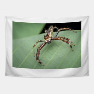 The two-striped jumper (Telamonia dimidiata) Tapestry