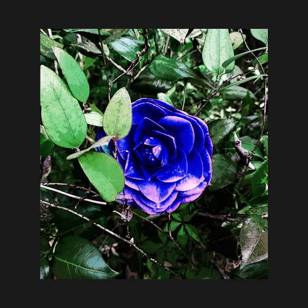 Blue Camellia 401 by Korey Watkins