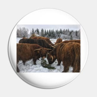 Scottish Highland Cattle Bulls 1916 Pin