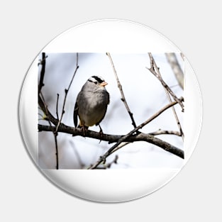 White Crowned Sparrow Pin