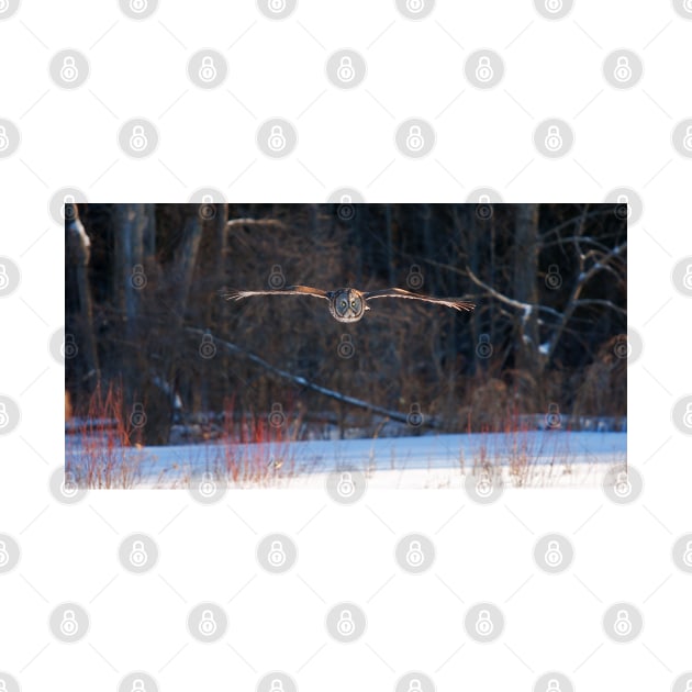 Great Grey Owl In flight by Jim Cumming