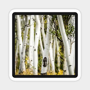 Beautiful pictures - Apen Trees Magnet