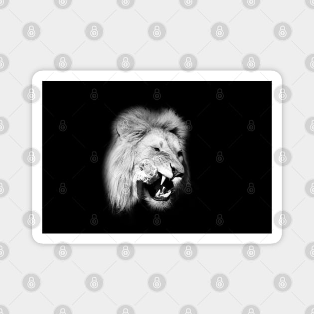 Lion 3/4/22 / Swiss Artwork Photography Magnet by RaphaelWolf