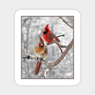 Red Cardinal Birds Snow Magnet